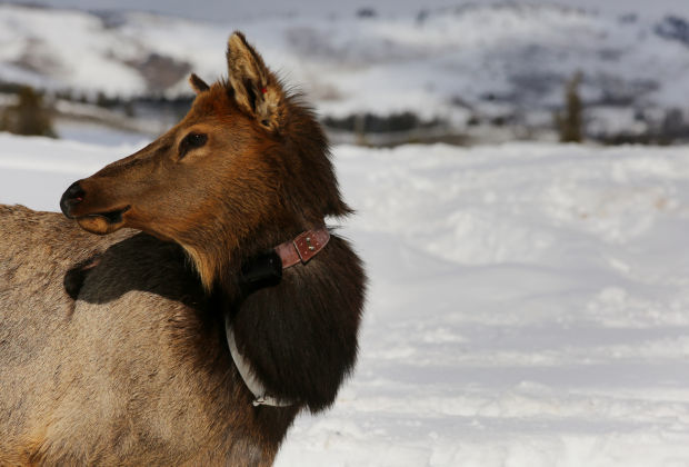 Elk Brucellosis Study